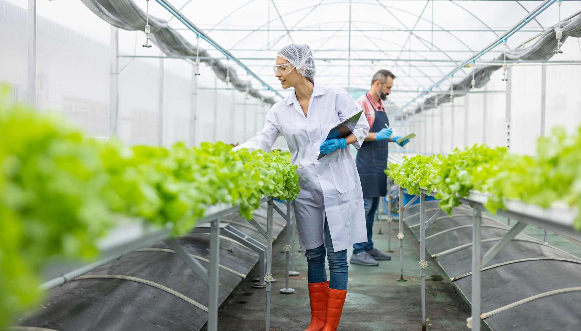 Happy greenhouse workers check their lettuce