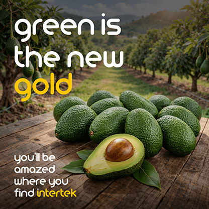 Fresh avocadoes sitting on a table